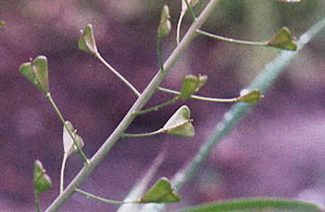 seeds